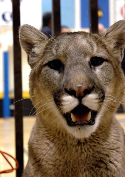 Clyde the Lion open mouth