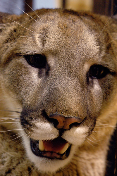 Clyde the Lion closeup